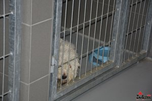 Przekazanie  karmy na rzecz SCHRONISKA DLA ZWIERZĄT W DYMINACH przez Prezydenta Miasta Kielce  i Domu Kultury Zameczek